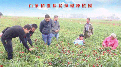聚焦兩會(huì)：白象食品嚴(yán)守產(chǎn)品質(zhì)量，積極創(chuàng)新研發(fā)，助力鄉(xiāng)村振興